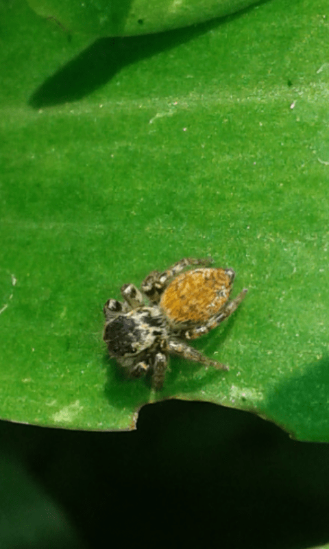 Salticidae : giovane Carrhotus xanthogramma?  S